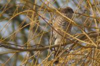 Accipiter nisus