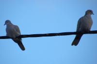 Streptopelia decaocto