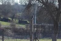 Phoenicurus ochruros