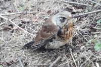Turdus pilaris
