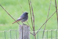 Phoenicurus ochruros