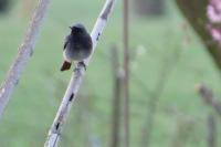 Phoenicurus ochruros