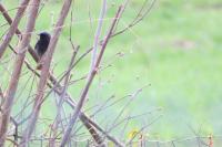 Phoenicurus ochruros