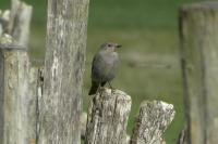 Phoenicurus ochruros