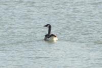 Branta canadensis
