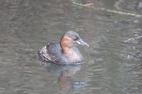 Tachybaptus ruficollis