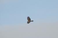 Circus aeruginosus