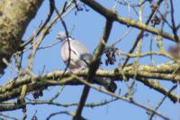 Columba palumbus