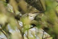 Phylloscopus trochilus