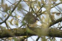 Phylloscopus trochilus