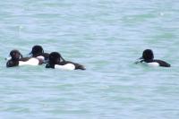 Aythya fuligula
