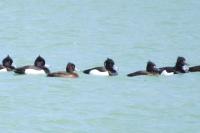 Aythya fuligula