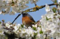 Phoenicurus phoenicurus