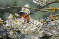 Phoenicurus phoenicurus