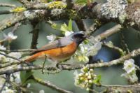 Phoenicurus phoenicurus