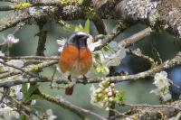 Phoenicurus phoenicurus