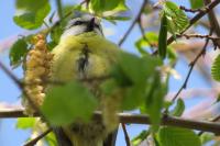 Cyanistes caeruleus