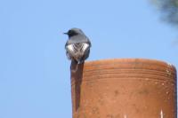 Phoenicurus ochruros