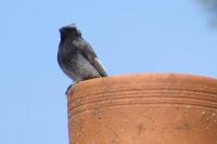 Phoenicurus ochruros