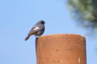 Phoenicurus ochruros