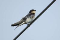 Hirundo rustica
