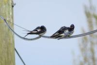 Hirundo rustica