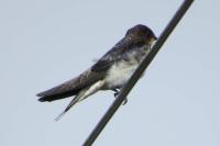 Hirundo rustica