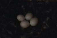 Tyto alba