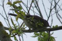 Sylvia atricapilla