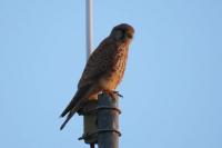 Falco tinnunculus