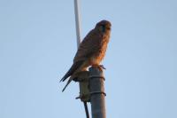 Falco tinnunculus