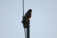 Falco tinnunculus