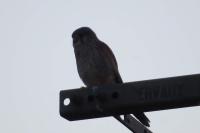 Falco tinnunculus