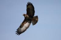 Buteo buteo