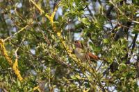 Luscinia megarhynchos