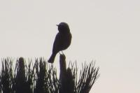 Phoenicurus phoenicurus