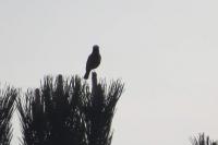 Phoenicurus phoenicurus
