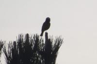 Phoenicurus phoenicurus