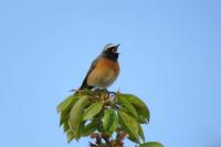 Phoenicurus phoenicurus