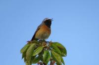 Phoenicurus phoenicurus