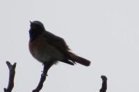 Phoenicurus phoenicurus
