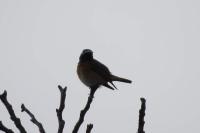 Phoenicurus phoenicurus