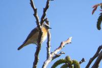 Phoenicurus phoenicurus