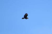 Buteo buteo