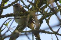 Luscinia megarhynchos