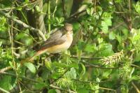 Phoenicurus phoenicurus