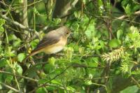 Phoenicurus phoenicurus