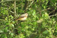 Phoenicurus phoenicurus