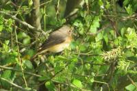 Phoenicurus phoenicurus