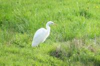 Ardea alba
